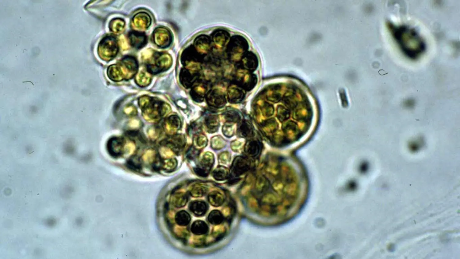 Coelastrum microporum microscope image, photo credit: EPA