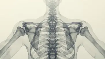 Human bones, Xray-style: Illustration 318222428 | Background © Poznavaikainfo | Dreamstime.com