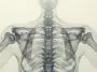 Human bones, Xray-style: Illustration 318222428 | Background © Poznavaikainfo | Dreamstime.com
