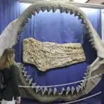 Megalodon jaw display, Tucson, Arizona.: Photo 86387105 © Derrick Neill | Dreamstime.com