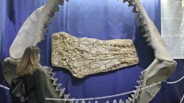 Megalodon jaw display, Tucson, Arizona.: Photo 86387105 © Derrick Neill | Dreamstime.com
