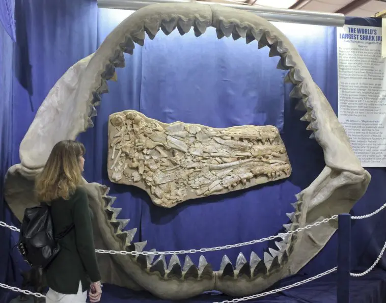 Megalodon jaw display, Tucson, Arizona.: Photo 86387105 © Derrick Neill | Dreamstime.com