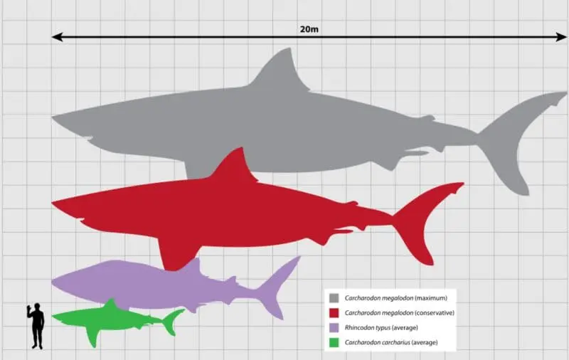 Megalodon and other sharks size comparison. Photo credit: Scarlet23