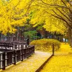 Ginkgo in a garden, Korea: ID 93340214 © Tawatchai Prakobkit | Dreamstime.com