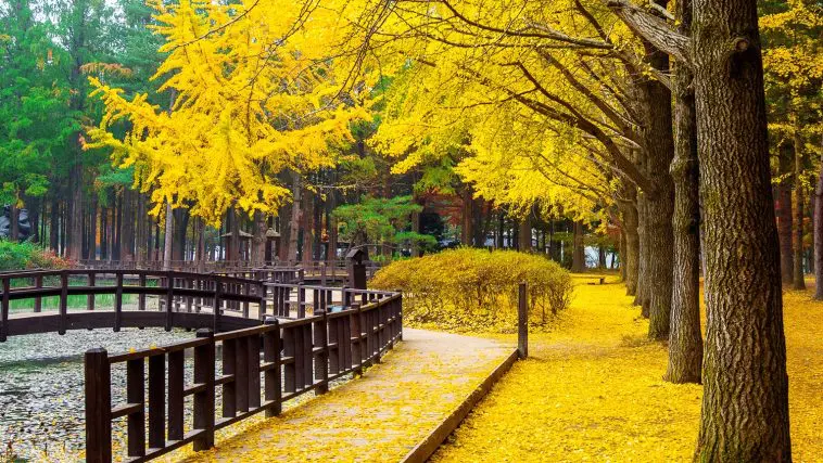 Ginkgo in a garden, Korea: ID 93340214 © Tawatchai Prakobkit | Dreamstime.com