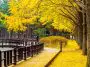 Ginkgo in a garden, Korea: ID 93340214 © Tawatchai Prakobkit | Dreamstime.com