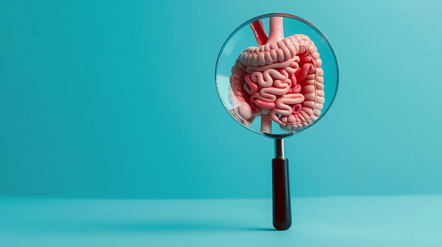 Illustration of human intestines: ID 318494964 | Background © Quantwarrior | Dreamstime.com