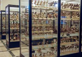 Bird species on display at the Museum of Zoology Rome, Italy: ID 164117425 | Biology © Konstantinos Papaioannou | Dreamstime.com