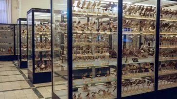 Bird species on display at the Museum of Zoology Rome, Italy: ID 164117425 | Biology © Konstantinos Papaioannou | Dreamstime.com