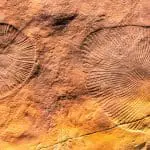 Dickinsonia fossil: ID 158754756 © Zeytun Images | Dreamstime.com