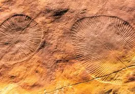 Dickinsonia fossil: ID 158754756 © Zeytun Images | Dreamstime.com