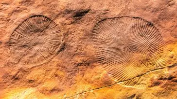 Dickinsonia fossil: ID 158754756 © Zeytun Images | Dreamstime.com