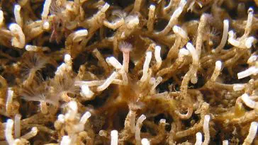 Hydroides elegans in their tubes, Photo Credit: Brian T. Nedved