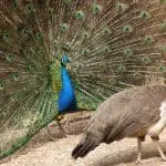 Peacock and peahen: ID 6433340 © Tezzstock | Dreamstime.com