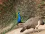 Peacock and peahen: ID 6433340 © Tezzstock | Dreamstime.com