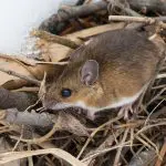 Deer mouse in underbrush: ID 210871555 © Paul Reeves | Dreamstime.com