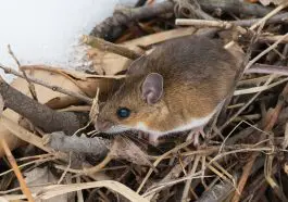 Deer mouse in underbrush: ID 210871555 © Paul Reeves | Dreamstime.com