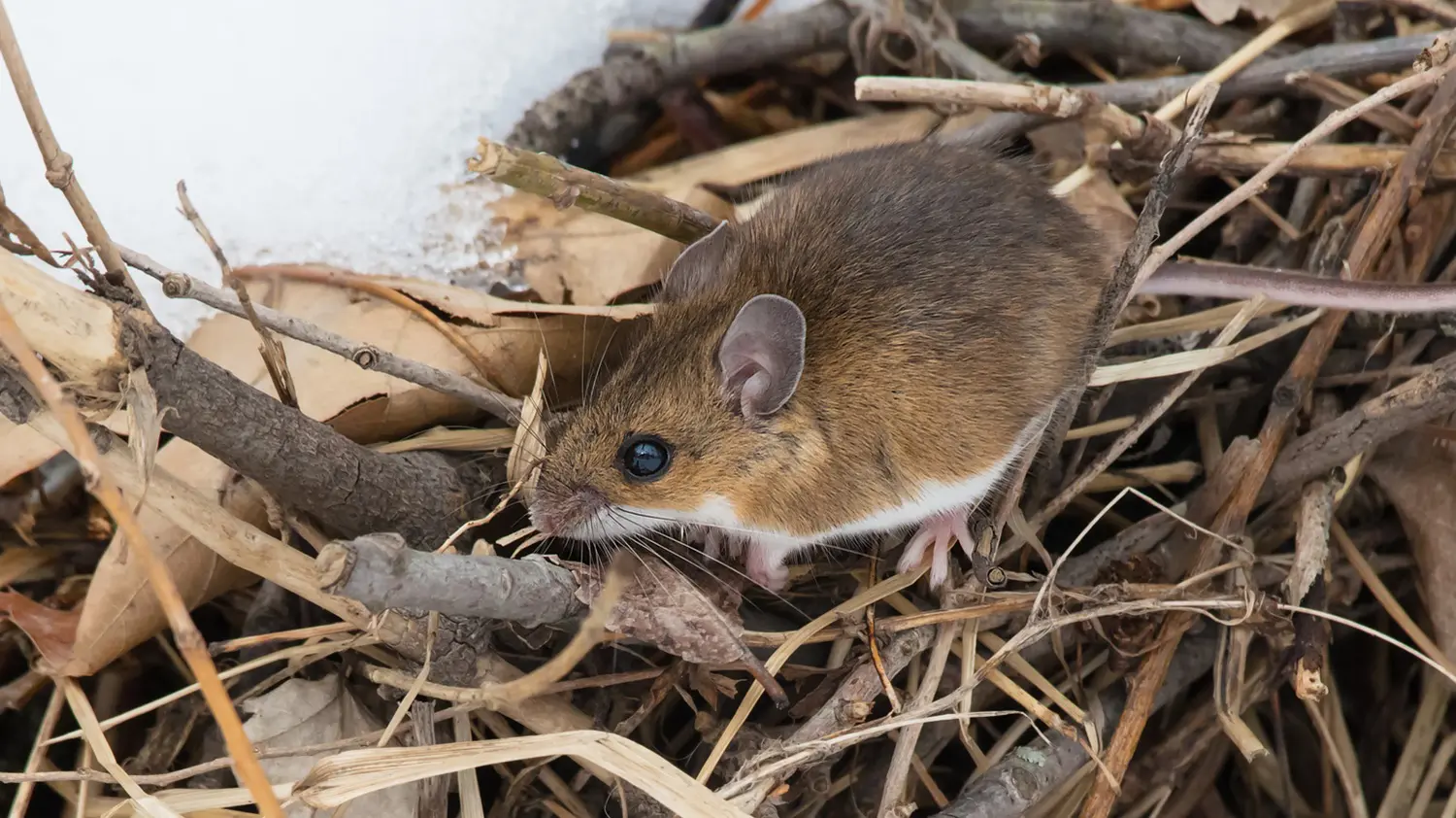 Deer mouse in underbrush: ID 210871555 © Paul Reeves | Dreamstime.com