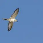 Killdeer Bird in Flight; Walton County, Georgia. August 30, 2016