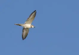 Killdeer Bird in Flight; Walton County, Georgia. August 30, 2016