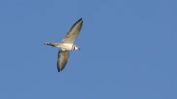 Killdeer Bird in Flight; Walton County, Georgia. August 30, 2016