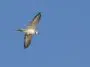 Killdeer Bird in Flight; Walton County, Georgia. August 30, 2016