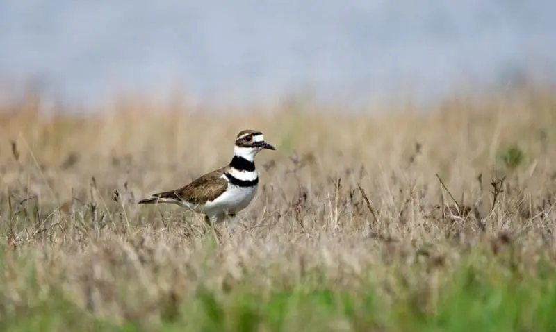 Kildeer on grass: ID 87530899 © William Wise | Dreamstime.com