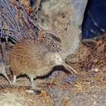 Kiwi bird chick and parent in the underbrush: ID 241874046 © Robero Dani | Dreamstime.com