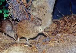 Kiwi bird chick and parent in the underbrush: ID 241874046 © Robero Dani | Dreamstime.com