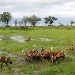 Cape dogs encircling a kill: ID 14791475 | African © Mogens Trolle | Dreamstime.com