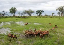 Cape dogs encircling a kill: ID 14791475 | African © Mogens Trolle | Dreamstime.com