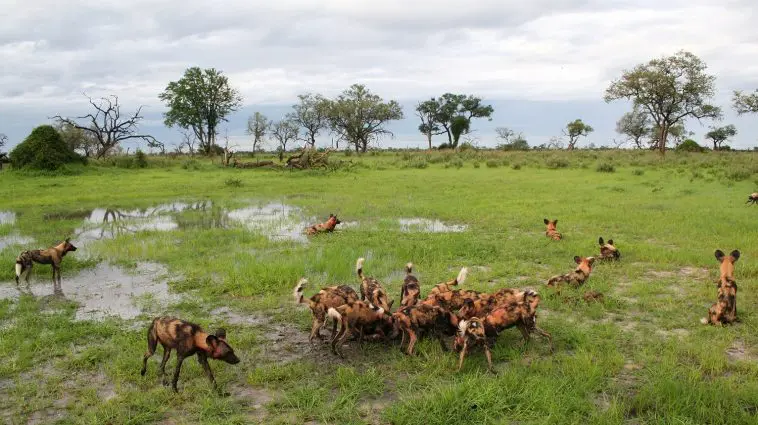 Cape dogs encircling a kill: ID 14791475 | African © Mogens Trolle | Dreamstime.com