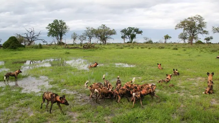 Cape dogs encircling a kill: ID 14791475 | African © Mogens Trolle | Dreamstime.com