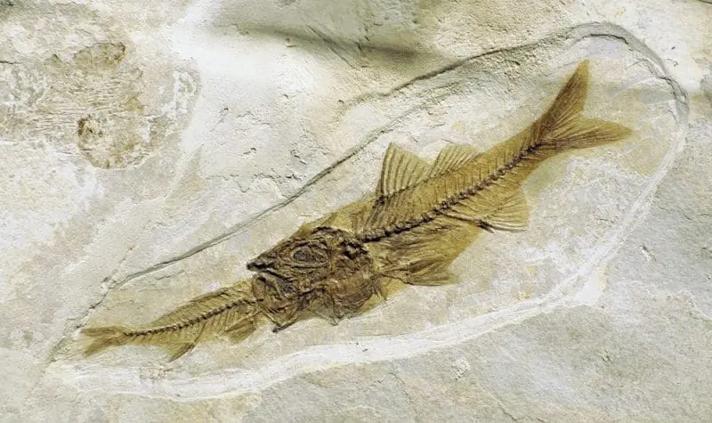 Depalis macrurus fossil fish eating a fish: ID 264422944 © Izanbar | Dreamstime.com