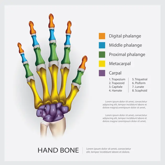 Hand bones: ID 103382727 © Natee Jitthammachai | Dreamstime.coma