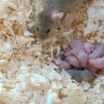 Lab mouse with babies: ID 121975937 © Vadim Zakharishchev | Dreamstime.com