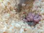 Lab mouse with babies: ID 121975937 © Vadim Zakharishchev | Dreamstime.com