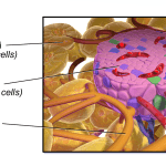 Close up illustration of the human pancreas, Photo credit: BruceBlaus