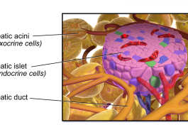 Close up illustration of the human pancreas, Photo credit: BruceBlaus