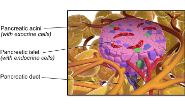 Close up illustration of the human pancreas, Photo credit: BruceBlaus