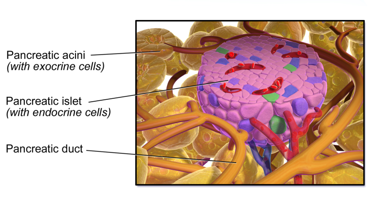 Close up illustration of the human pancreas, Photo credit: BruceBlaus