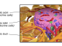 Close up illustration of the human pancreas, Photo credit: BruceBlaus