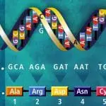 DNA translation illustration, photo credit: US Dept. of Energy