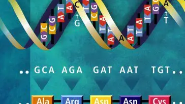DNA translation illustration, photo credit: US Dept. of Energy