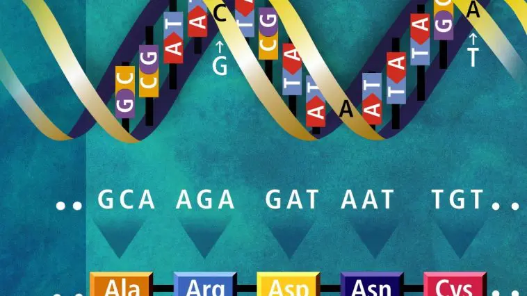 DNA translation illustration, photo credit: US Dept. of Energy