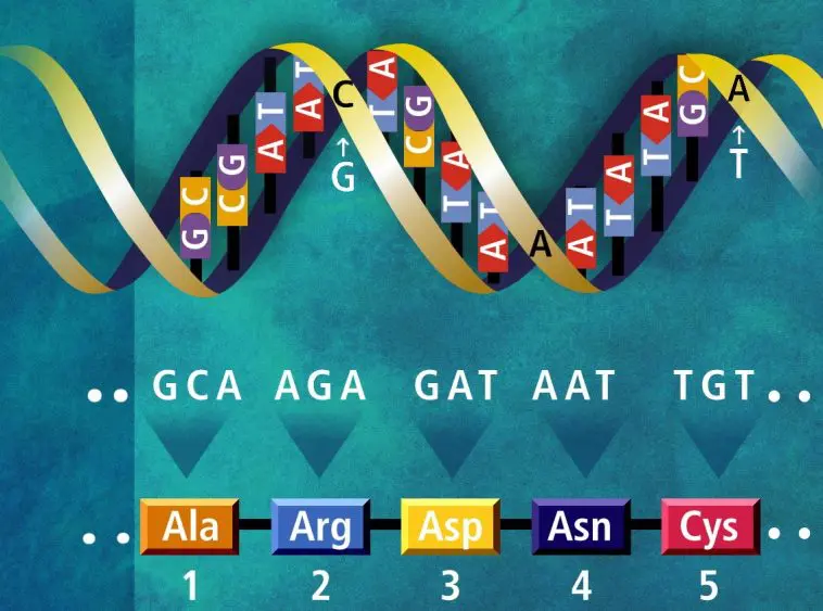 DNA translation illustration, photo credit: US Dept. of Energy