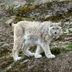 Lynx on a rock: ID 67285849 © Oleg Shishkunov | Dreamstime.com