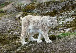 Lynx on a rock: ID 67285849 © Oleg Shishkunov | Dreamstime.com