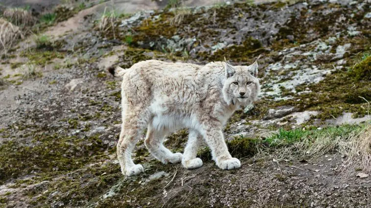 Lynx on a rock: ID 67285849 © Oleg Shishkunov | Dreamstime.com