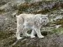 Lynx on a rock: ID 67285849 © Oleg Shishkunov | Dreamstime.com